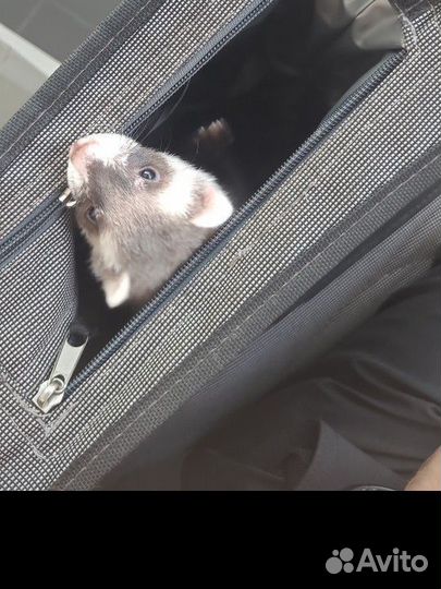 Хорек с клеткой