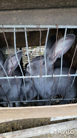 Кролики нпв (строкач)