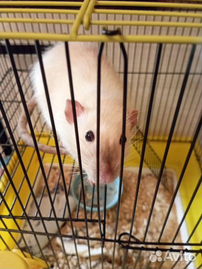 Крыса дамбо мальчик