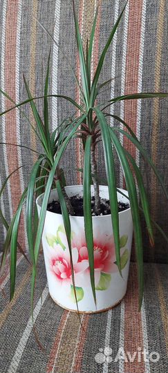 Пальма драцена