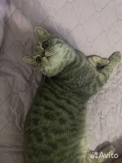 Котик в добрые руки