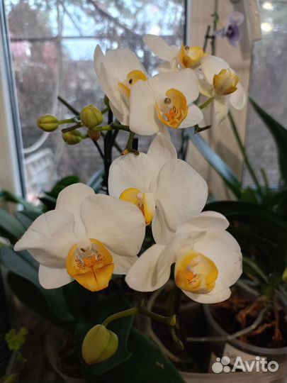 Орхидея фаленопсис