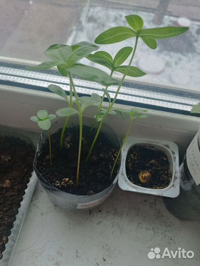 Рассада цветов