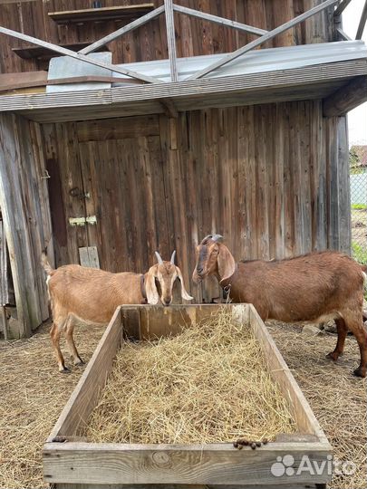 Продажа коз