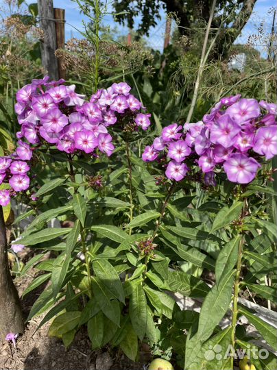 Флокс Успех