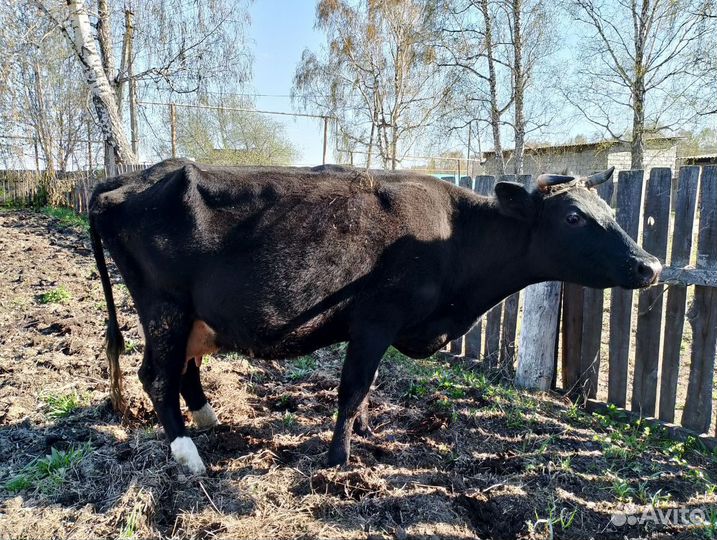 Корова дойная