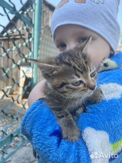 Кошечки ищут дом