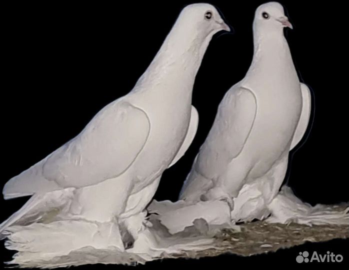 Голуби