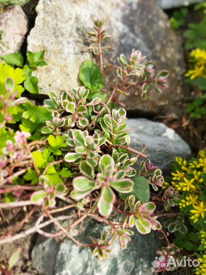 Садовые очитки