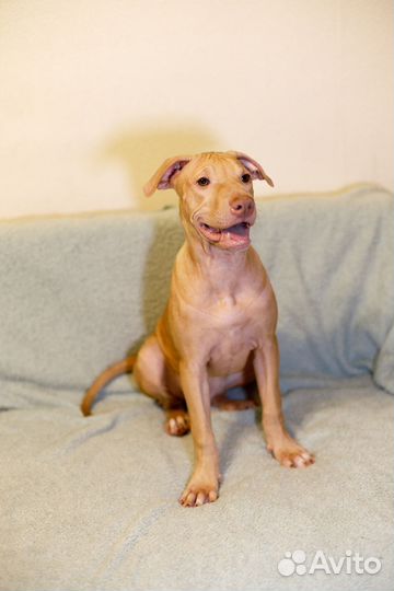 Щенки питбультерьера