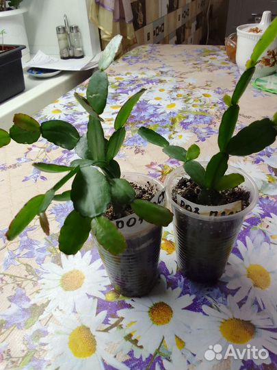 Декабрист розовый пасхальный (черенки)