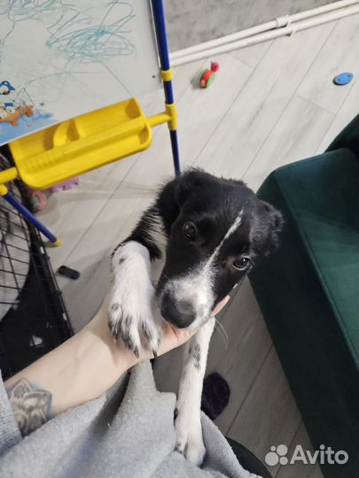 Бордер колли