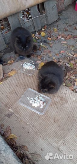 Котята в добрые руки