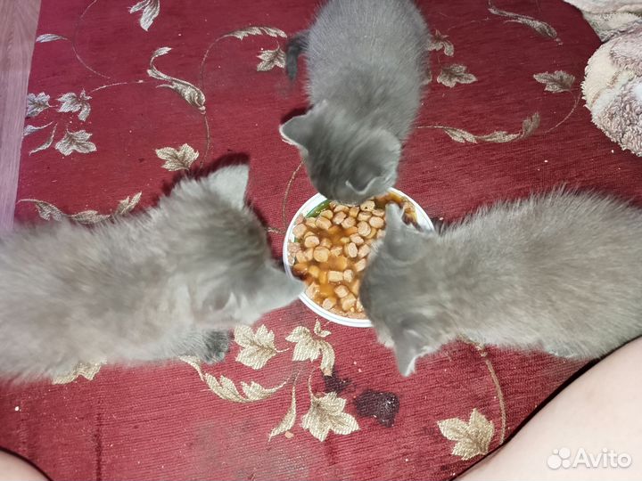 Британские котята