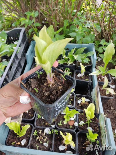 Хоста White Feather (Вайт Фезер)