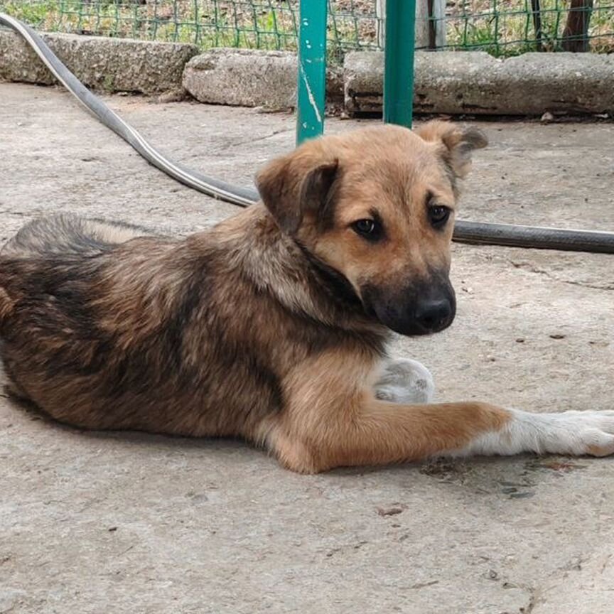 Собака в добрые руки отдам бесплатно