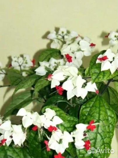 Хойя карноза