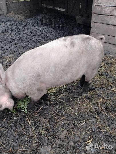 Хряк на племя