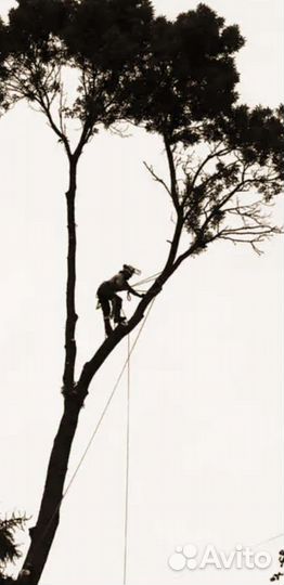 Валка деревьев