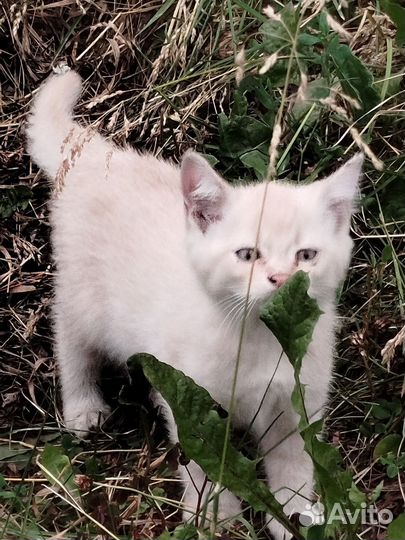 Котята в добрые руки бесплатно