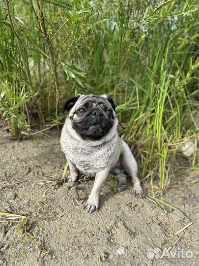 Вязка мопс кобель 4 года ищет суку для вязки