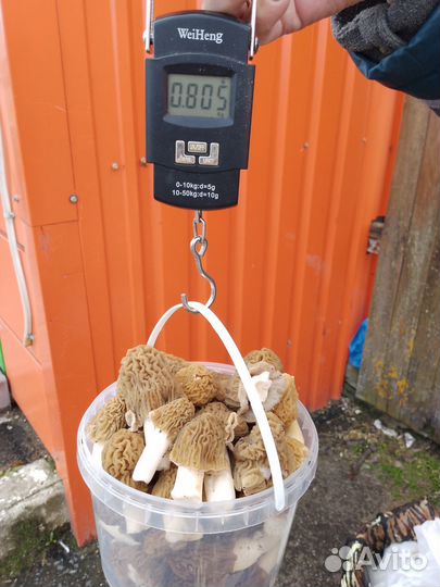 Строчкии и сморчки.Русский трюфель