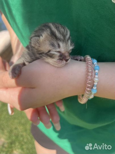 Котята вислоухие бесплатно