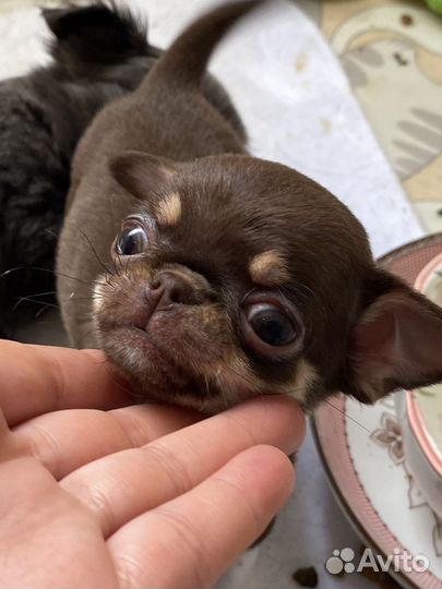 Мини крошки на ладошке