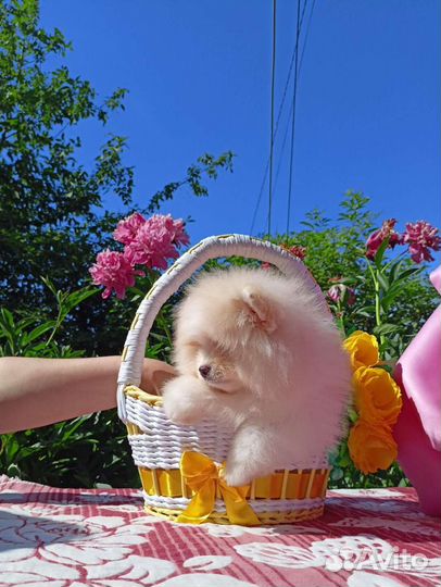 Мальчики мини