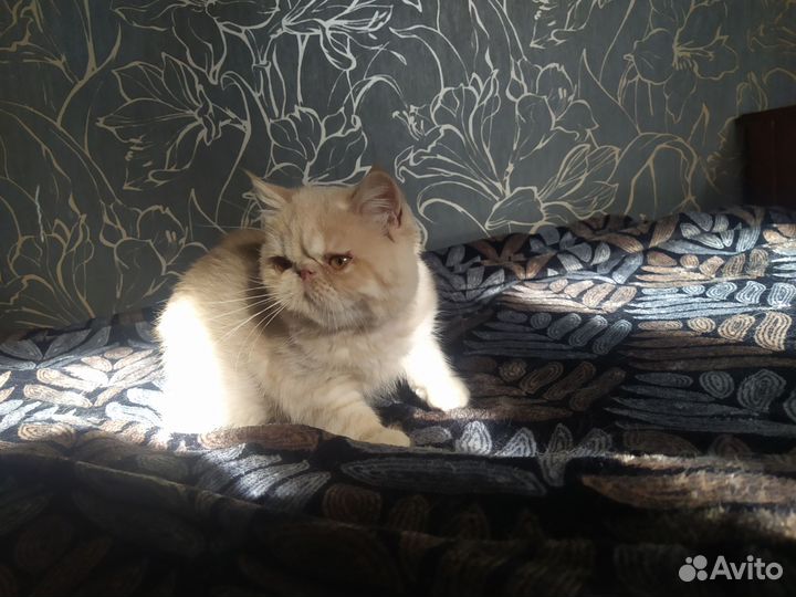 Экзотик