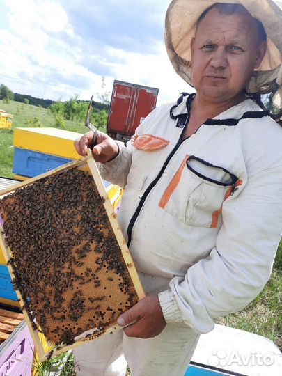 Пчелосемьи карника F1 2023г