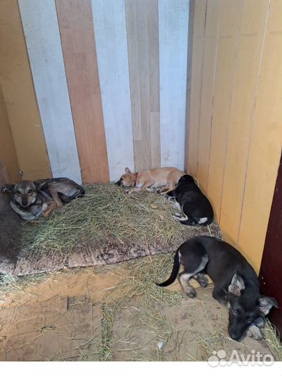 Щенки мальчик и девочка. Доставка бесплатно