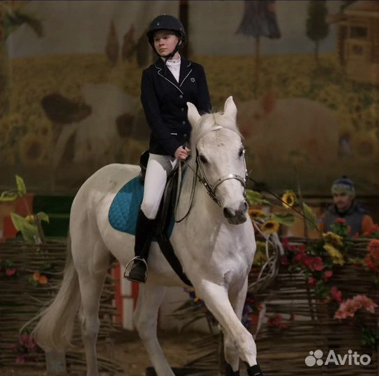 Конный спорт