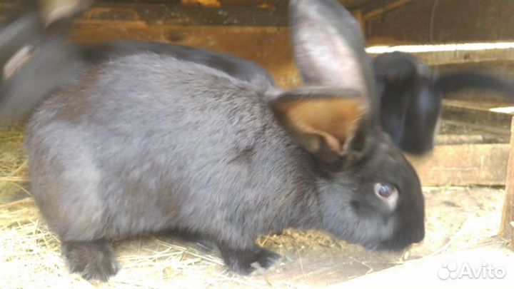 Кролики для разведения и на мясо
