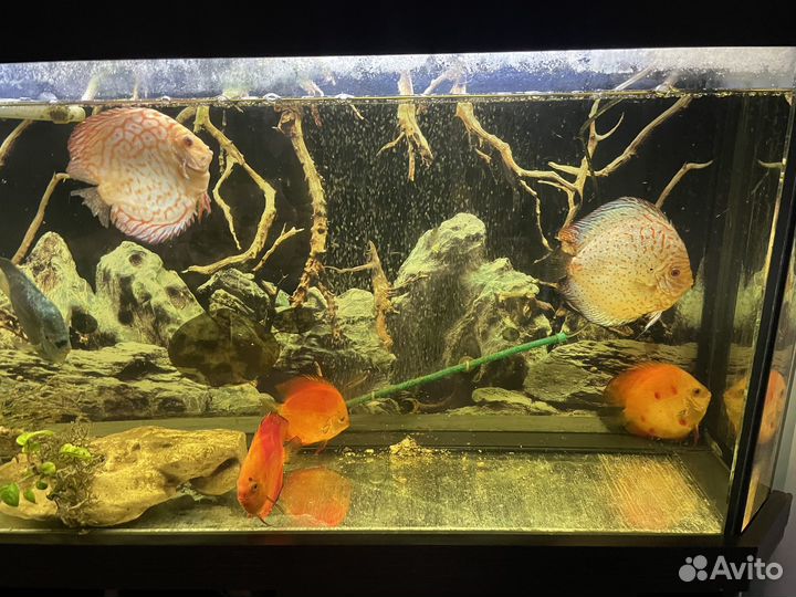 Аквариум