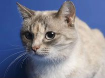 Тайская кошка Серебрянка ищет дом. В дар