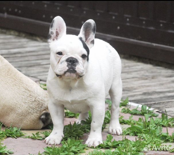 Щенок французского бульдога, мальчик, Клуб