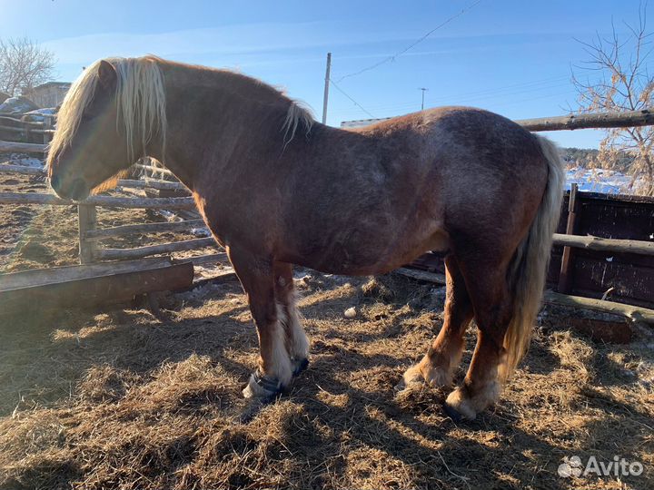 Лошадь жеребец