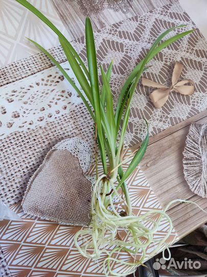 Комнатные цветы бесплатно