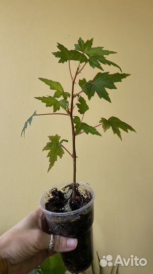 Бегония каудексная