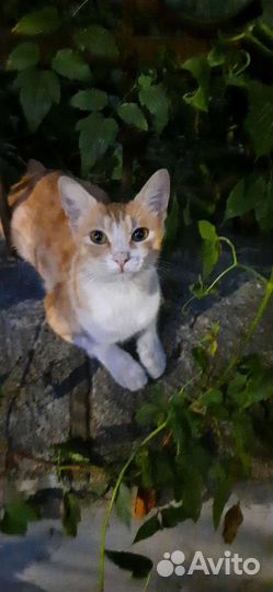 Нужен дом котику