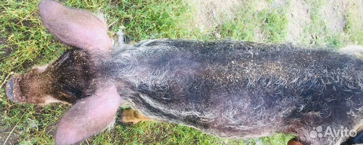 Поросята подрощенные мангалы