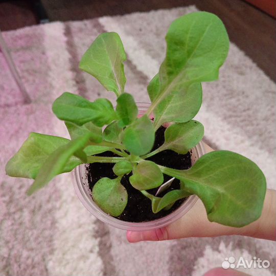Петуния кустовая