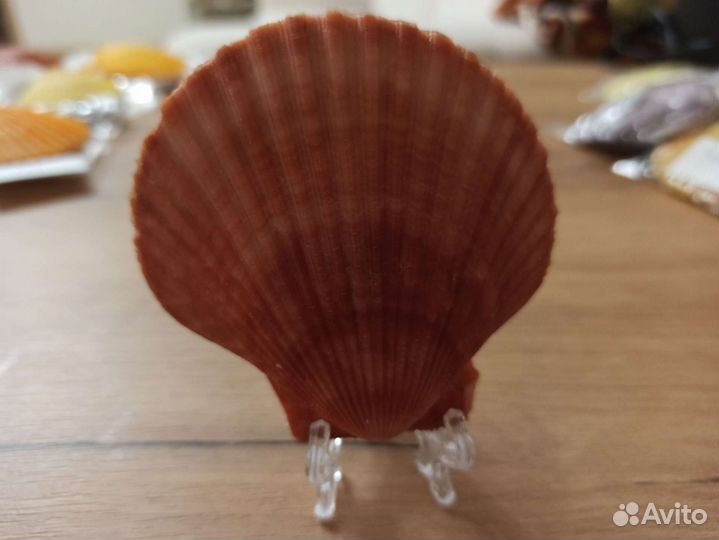 Морская раковина