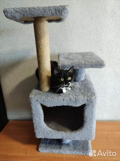 Когтеточка домик для кошки бу