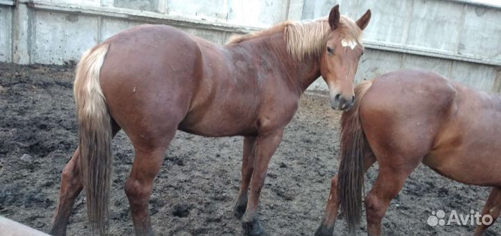 Лошади и жеребята