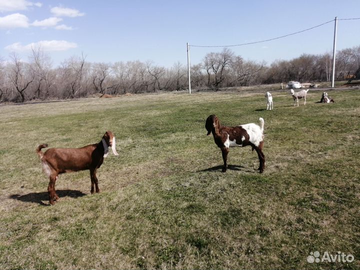 Козы дойные