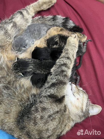 Котята в добрые руки