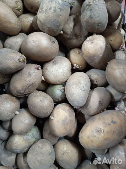 Продам семенной картофель