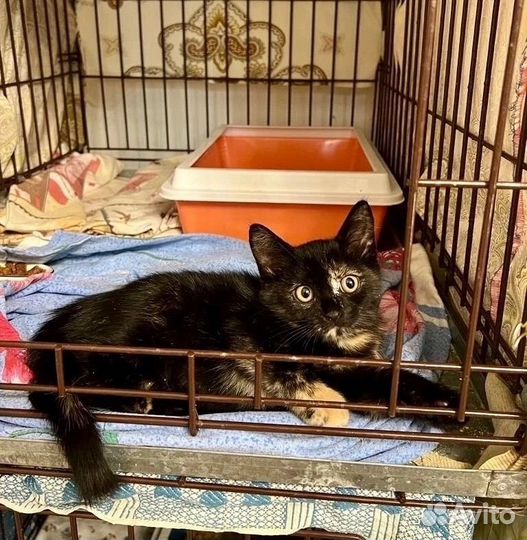 Веселая малышка с необычным окрасом